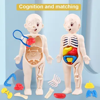 Монтаж на човешкото тяло, със своите ръце, 3D пъзел, Анатомическая модел, Процес на обучение, Играчки, събиране, Образование органи на тялото за деца